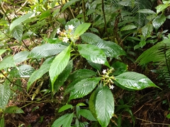 Palicourea persearum