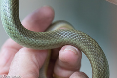 Coluber constrictor oaxaca