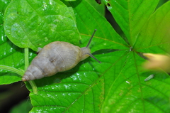Bulimulus tenuissimus
