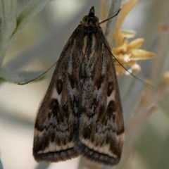 Loxostege munroealis