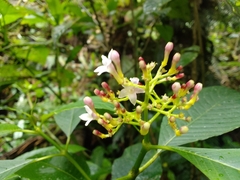 Palicourea persearum