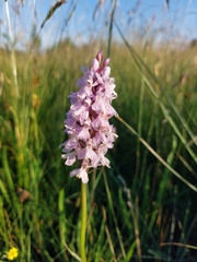 Dactylorhiza fuchsii fuchsii