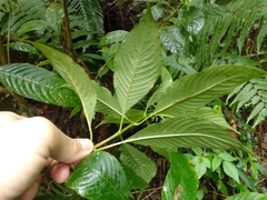 Palicourea persearum
