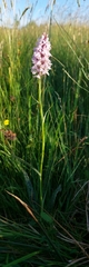 Dactylorhiza fuchsii fuchsii
