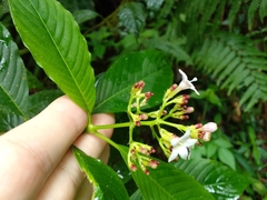 Palicourea persearum
