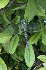 Caliaeschna microstigma