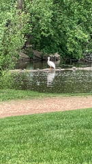 Pelecanus erythrorhynchos