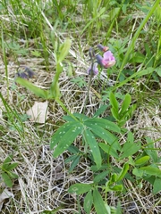Lathyrus linifolius