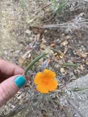 Eschscholzia californica