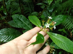 Palicourea persearum