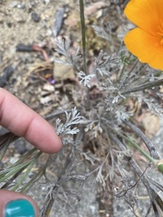 Eschscholzia californica