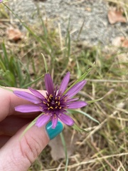 Tragopogon porrifolius