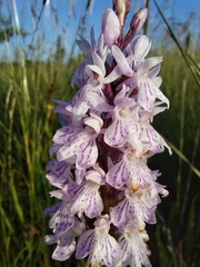 Dactylorhiza fuchsii fuchsii