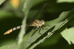 Dromogomphus spoliatus