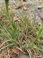 Tragopogon porrifolius