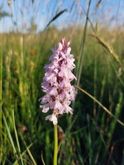 Dactylorhiza fuchsii fuchsii
