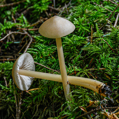Entoloma holoconiotum
