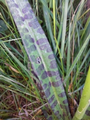 Dactylorhiza fuchsii fuchsii