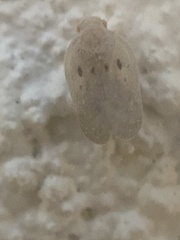 Melormenis
