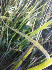 Dactylorhiza fuchsii fuchsii