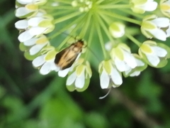 Cauchas rufimitrella