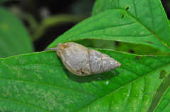 Bulimulus tenuissimus