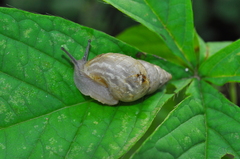 Bulimulus tenuissimus