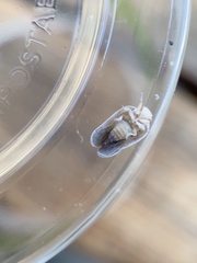 Melormenis