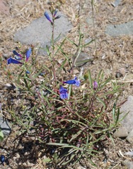 Penstemon heterophyllus purdyi