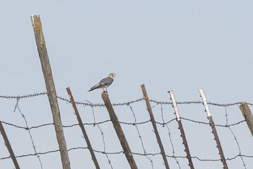 iNaturalist observation photo of American Kestrel