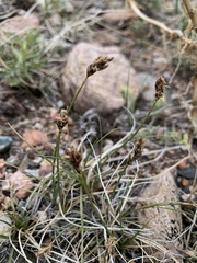 Carex duriuscula