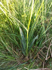 Dactylorhiza fuchsii fuchsii