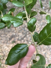 Quercus agrifolia