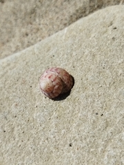 Steromphala divaricata