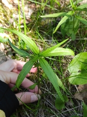 Melampyrum sylvaticum