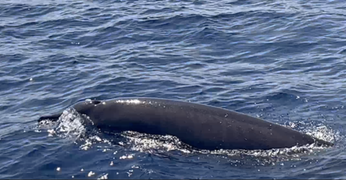 ヒガシアメリカオウギハクジラ