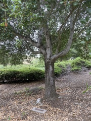 Quercus agrifolia