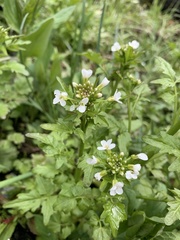 Cardamine breweri
