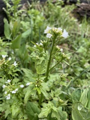 Cardamine breweri