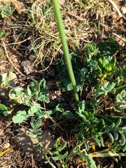 Thalictrum tuberosum