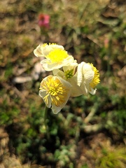 Thalictrum tuberosum