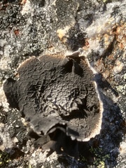 Umbilicaria proboscidea