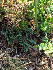 Thalictrum tuberosum