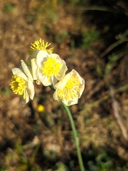 Thalictrum tuberosum