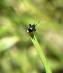 Microtechnites bractatus