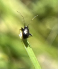 Microtechnites bractatus