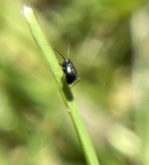 Microtechnites bractatus