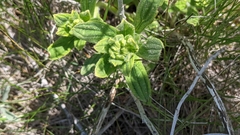 Lithospermum occidentale