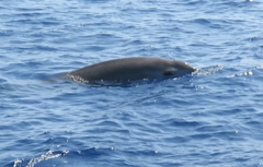 Mesoplodon europaeus