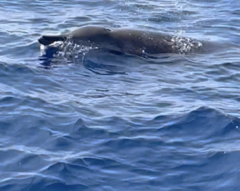 Mesoplodon europaeus